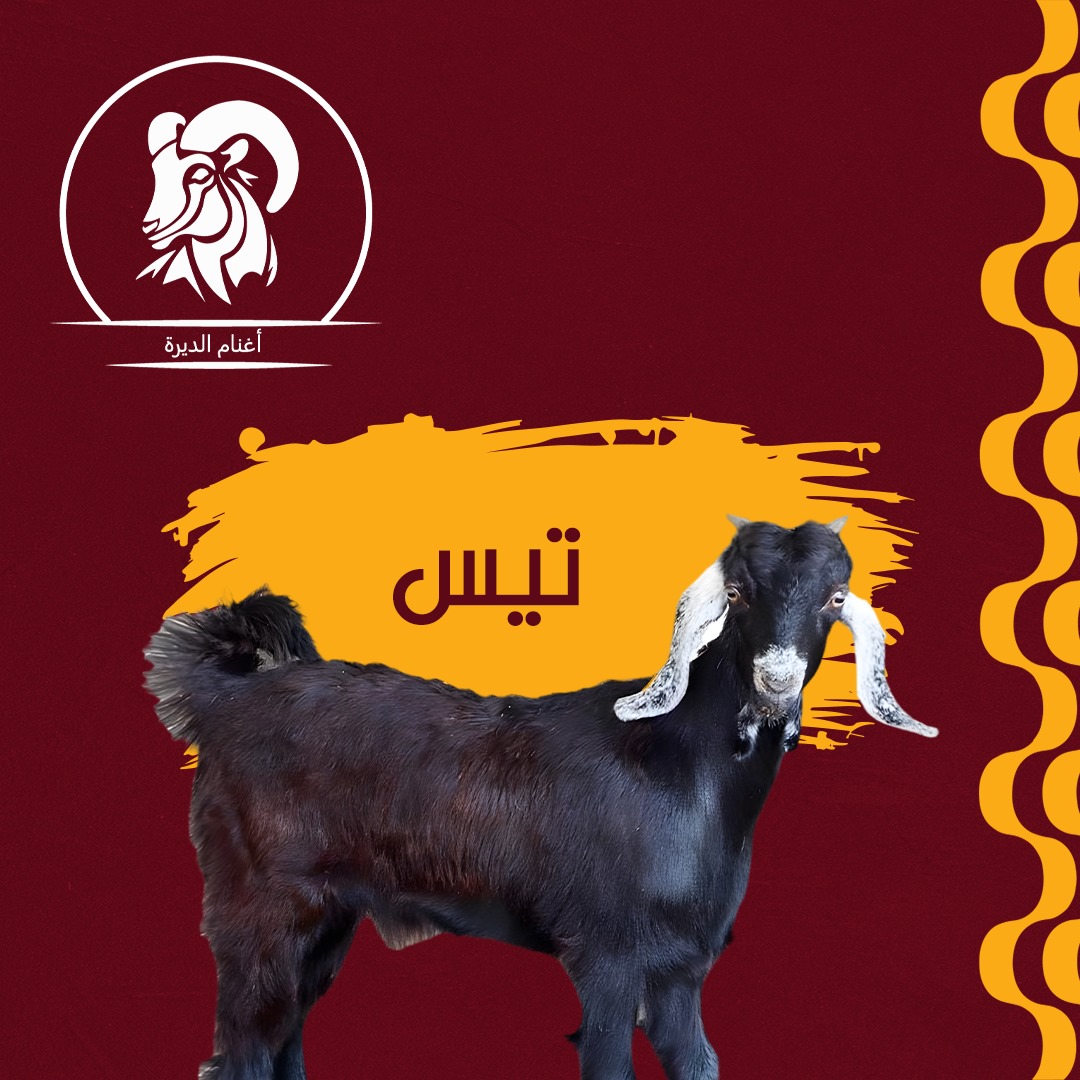 تيس بلدى